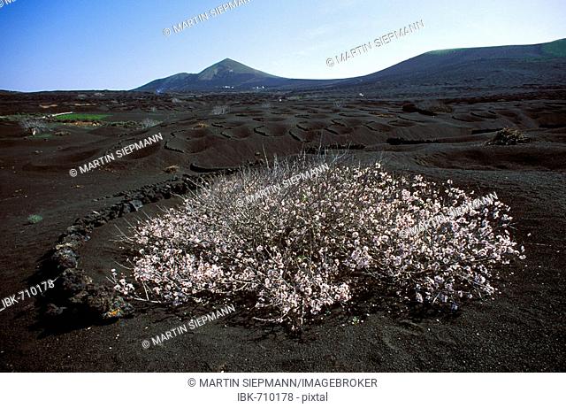 Blossoming almond tree, wine growing region, La Geria, Lanzarote, Canary Islands, Atlantic Ocean, Spain, Europe
