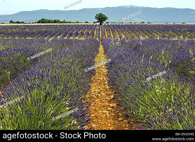 Lavender field, flowering true lavender (Lavandula angustifolia), near Puimoisson, Plateau de Valensole, Provence, Provence-Alpes-Cote d Azur, Southern France