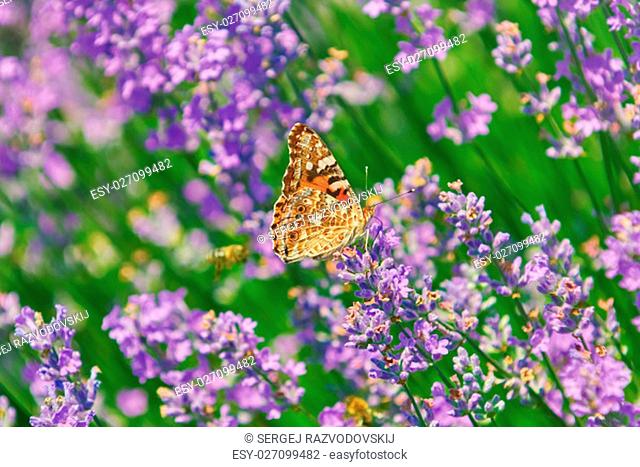 Peacock Butterfly on the Lavender Flower