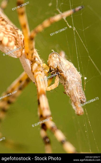 Banded garden spider Argiope trifasciata feeding on a grasshopper. Integral Natural Reserve of Inagua. Gran Canaria. Canary Islands. Spain