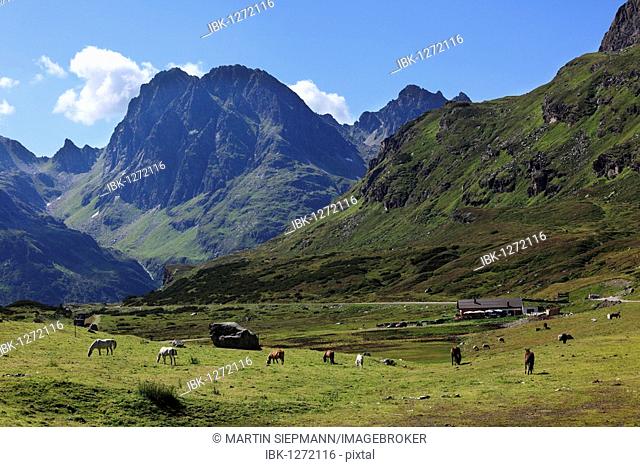 Horses on Almgrund, alpine pasture, Alpe Vermunt, Grossvermunt, Montafon, Vorarlberg, Austria, Europe