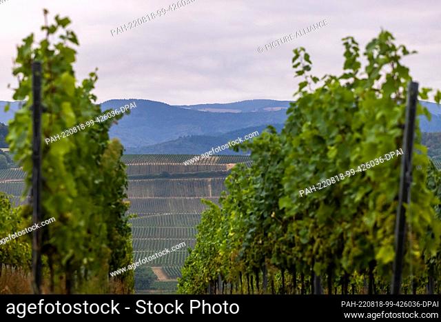 18 August 2022, Baden-Wuerttemberg, Ehrenkirchen: Vines stand on a hillside, while another vineyard and the Black Forest can be seen in the background