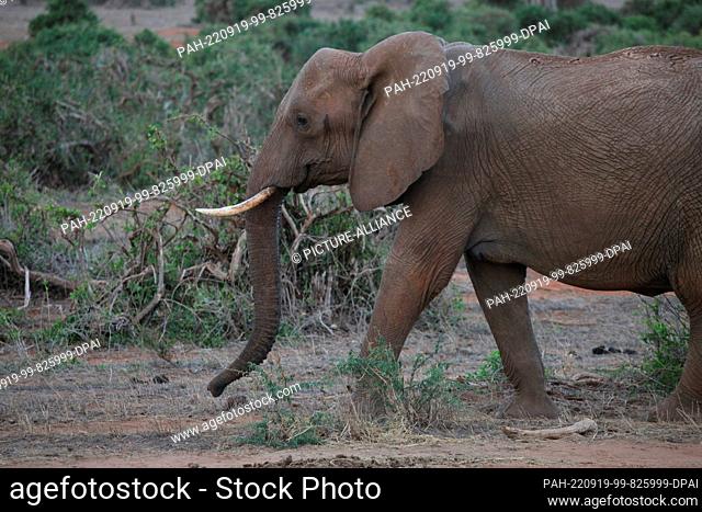 FILED - 24 August 2022, Kenya, Tsavo: An adult elephant walks through Tsavo East National Park. Tsavo East is considered the largest national park in Kenya