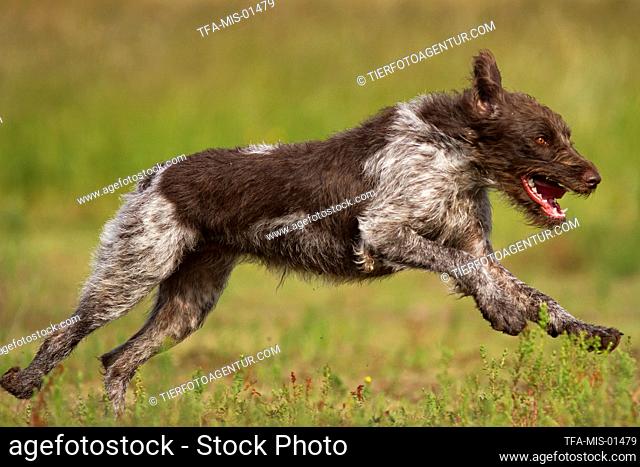 brown-white German Broken-coated Pointing dog