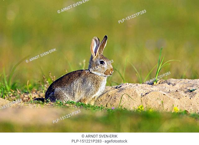 European rabbit / common rabbit (Oryctolagus cuniculus) juvenile sitting in front of burrow / warren entrance in meadow