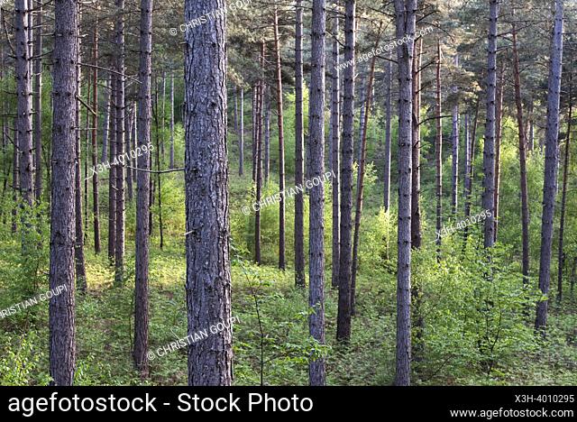 Pinede en Foret de Rambouillet, Parc Naturel Regional de la Haute- Vallee de Chevreuse / Pine tree grove in the Forest of Rambouillet