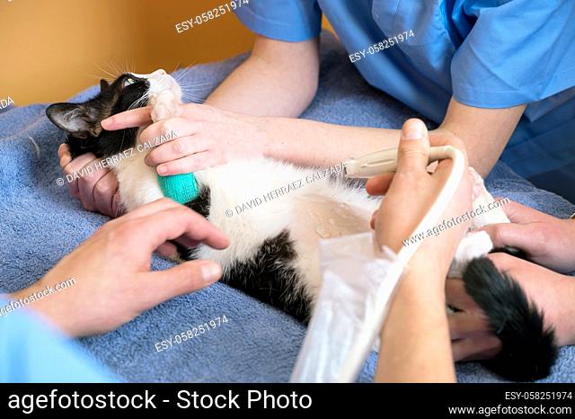 Veterinary teamwork makes an ultrasound examination of a cat. Cat on ultrasound diagnosis in a veterinary clinic. Medical ultrasound