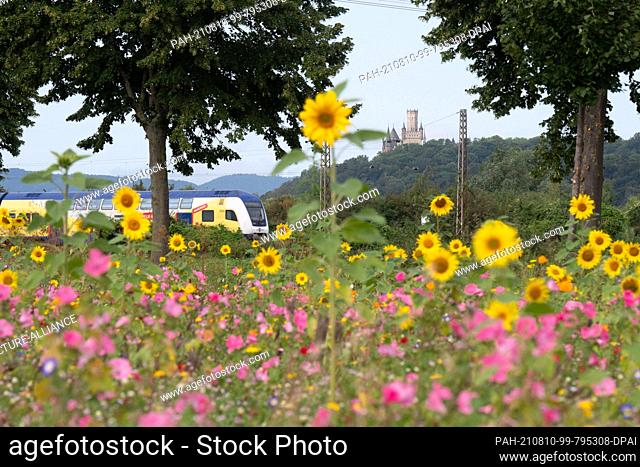 10 August 2021, Lower Saxony, Rössing: A train of the Metronom railway company passes a blooming field of sunflowers in the district of Hildesheim