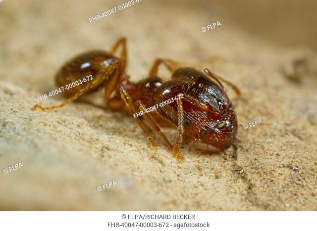 Mediterranean Dimorphic Ant (Pheidole pallidula) adult, large-headed worker, caste chew seeds to feed colony, Ile St. Martin, Aude, Languedoc-Roussillon, France