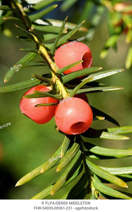 Common Yew Taxus baccata close-up of berries, Sussex, England