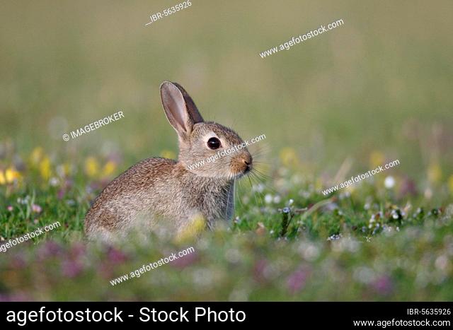 European Rabbit (Oryctolagus cuniculus) young, sitting amongst wildflowers, Isle of Mull, Inner Hebrides, Scotland, United Kingdom, Europe
