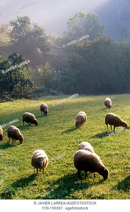 Sheep, Azkoitia. Guipuzcoa, Euskadi, Spain