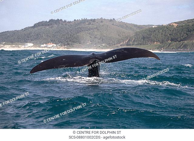 Southern right whale Eubalaena glacialis fluking up Plettenburg Bay, South Africa RR