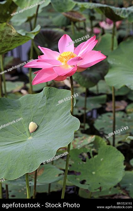 Indian Lotus (Nelumbo nucifera), Kota Kinabalu, Sabah, Borneo, Malaysia, Asia