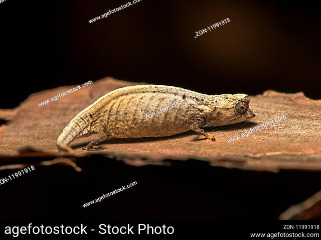 Chamäleon Brookesia superciliaris, (Chameleonidae), endemisch in Madagaskar, Anjozorobe Nationalpark, Madagaskar / Chameleon Brookesia superciliaris...