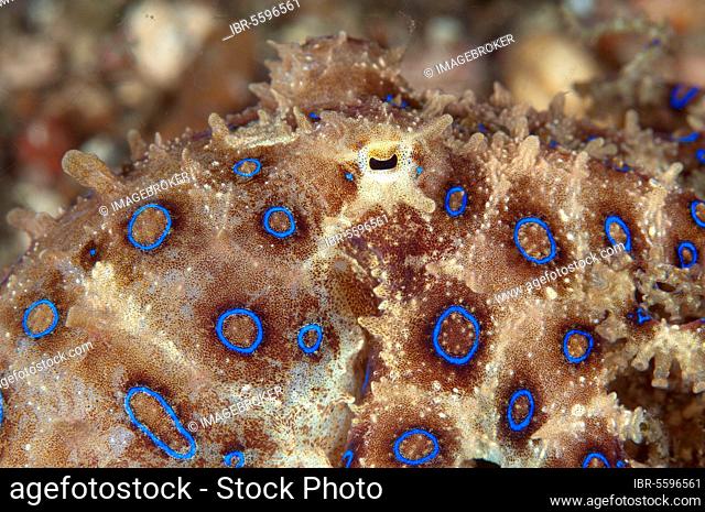 Greater Blue-ringed Octopus (Hapalochlaena lunulata) adult, close-up of eye, Lembeh Straits, Sulawesi, Sunda Islands, Indonesia, Asia
