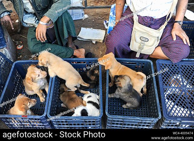 Yangon, Myanmar, Asia - Street hawkers at the roadside offer dog puppies in baskets for sale