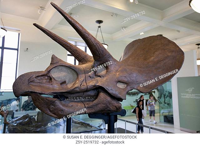 Triceratops, Horned Dinosaur Fossil, Museum of Natural History, NYC