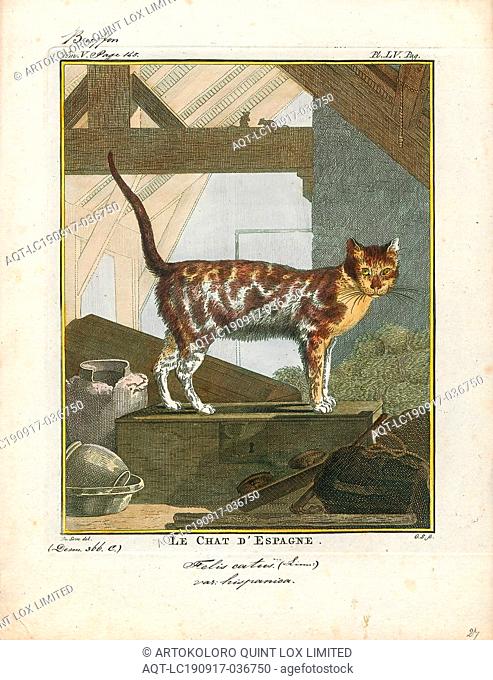 Felis catus, Print, The cat (Felis catus) is a small carnivorous mammal. It is the only domesticated species in the family Felidae and often referred to as the...