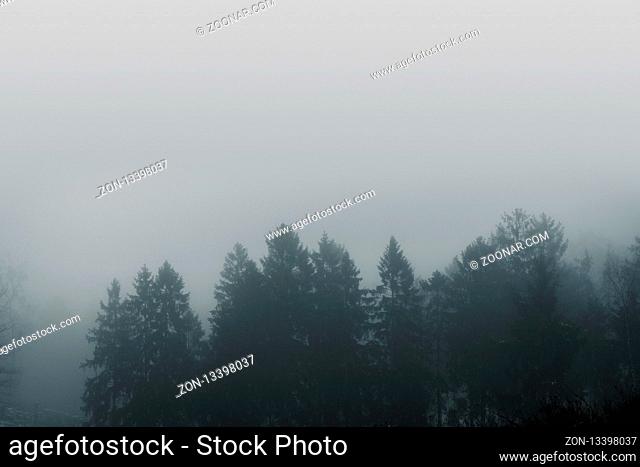 Misty forest scenery with pine treetops covered with fog in a moody moment