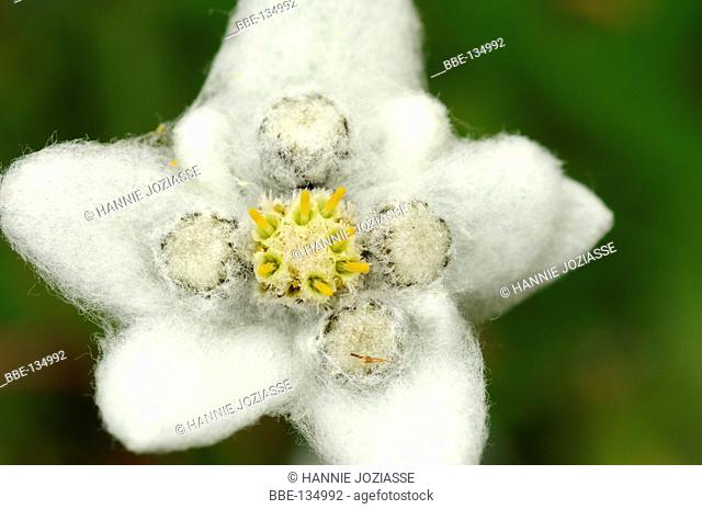 Close-up of the flower of an Edelweiss, a protected flower in the Alps