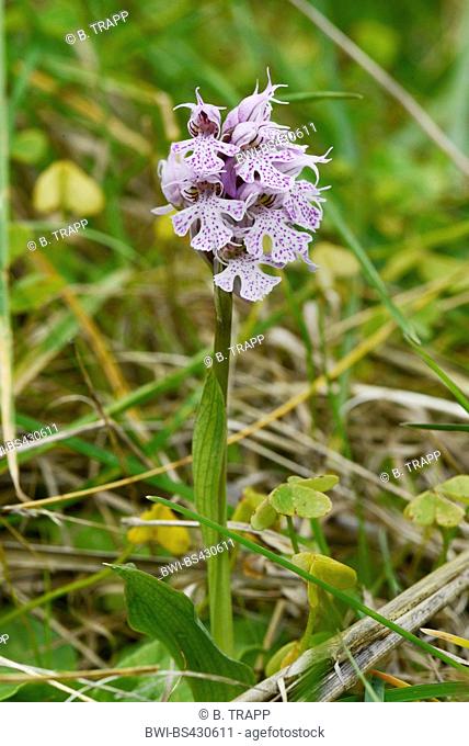 Milky Orchid (Orchis lactea, Neotinea lactea, Orchis tridentata ssp. lactea), blooming, Spain, Balearen, Menorca