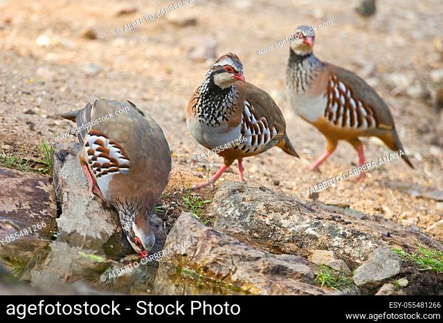 Red-legged Partridge, Alectoris rufa, Monfragüe National Park, SPA, ZEPA, Biosphere Reserve, Cáceres Province, Extremadura, Spain, Europe