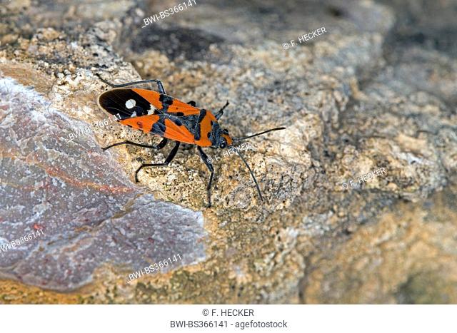 Black-and-Red-bug, Knight bug, Harlequin bug (Lygaeus cf. equestris), on a stone, Germany