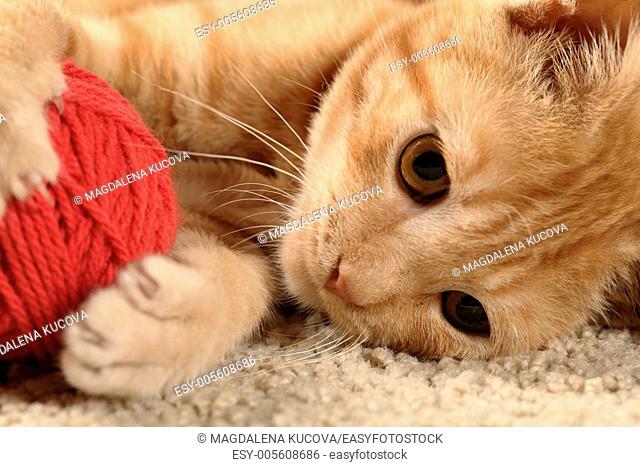 Little cat playing with wool on the carpet