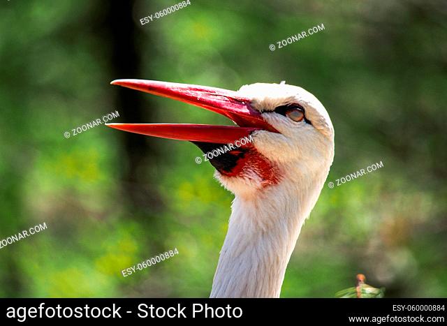 The European white stork, Ciconia ciconia is a large bird in the stork family Ciconiidae. Its plumage is mainly white, with black on its wings