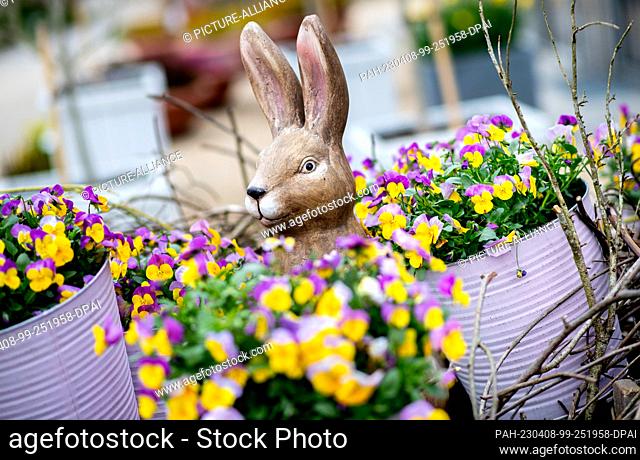 08 April 2023, Lower Saxony, Bad Zwischenahn: A rabbit figure stands between numerous blooming horned violets in the Park der Gärten