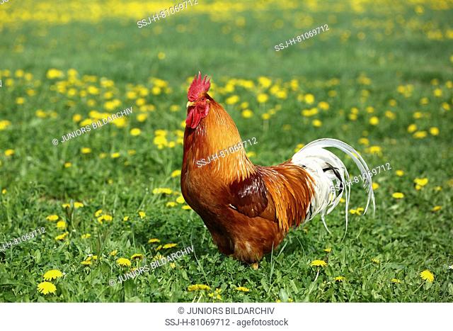 Domestic Chicken. Cock in a meadow with Dandelion flowers. Germany