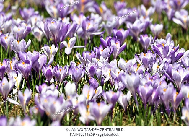 Crocuses are in full bloom in Drehbach,  Germany, 15 April 2013. The seven hectares of blooming wild voilet spring crocuses attact many visitors every year