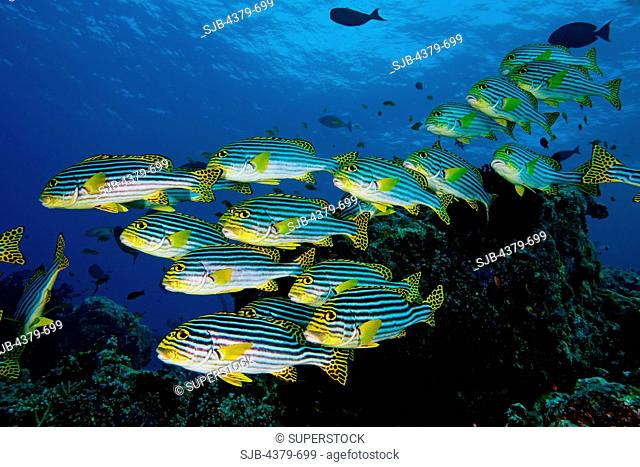 A school of oriental sweetlips Plectorhinchus vittatus, swimming over a reef, Felidhu Atoll, Maldives