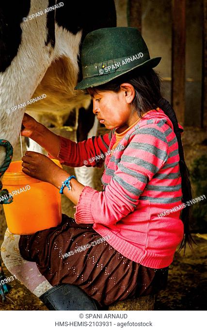 Ecuador, Cotopaxi, Tigua, little country girl doing milking cows on the farm