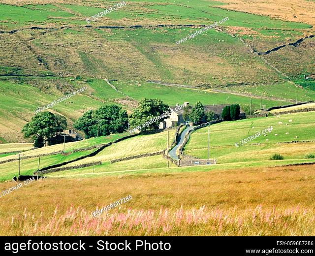 a scenic west yorkshire pennine country landscape with sheep grazing in stone walled hillside fields with an old farmhouse and country lane in bright summer...