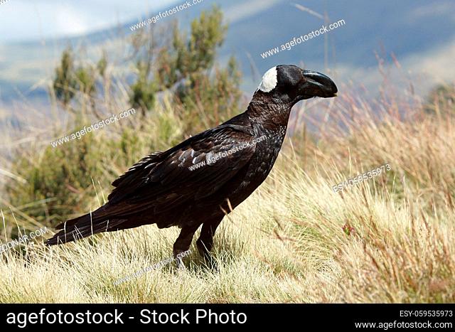 Thick-billed Raven, Ethiopia, Africa