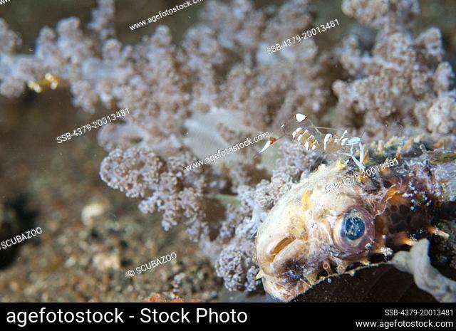 A dead Orbicular Porcupinefish, Cyclichthys orbicularis, which was stung and caught by a Hell's Fire Anemone, Actinodendron plumosum, with Cleaner Shrimp