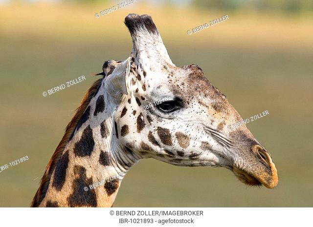 Masai Giraffe (Giraffa camelopardalis tippelskirchi), portrait, Masai Mara, national park, Kenya, East Africa