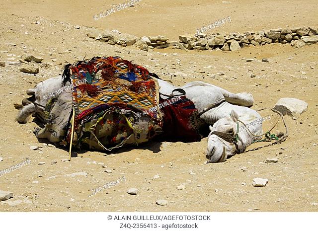 Egypt, Saqqara necropolis, a camel sleeps on the sand, by a very hot summer