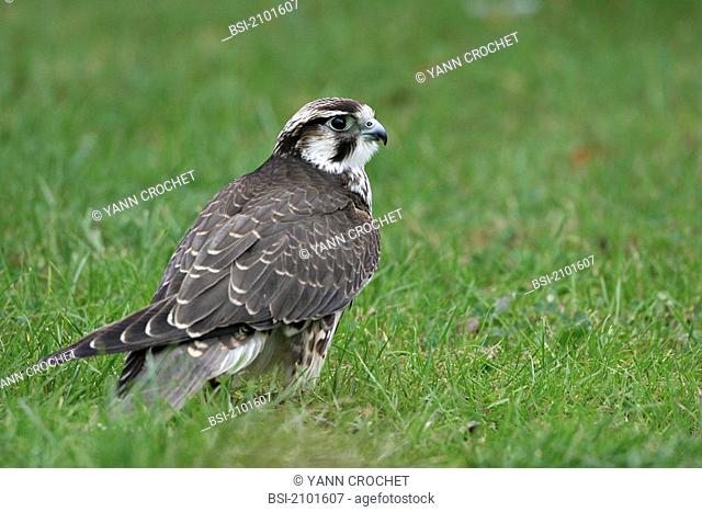 Falcon, picture taken in Picardy, Oise, France