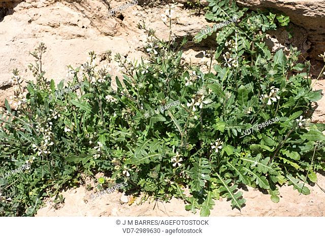 Wild radish (Raphanus raphanistrum) is an annual or biennial herb native to Europe, north Africa and western Asia. Is considered the ancestor of edible radish