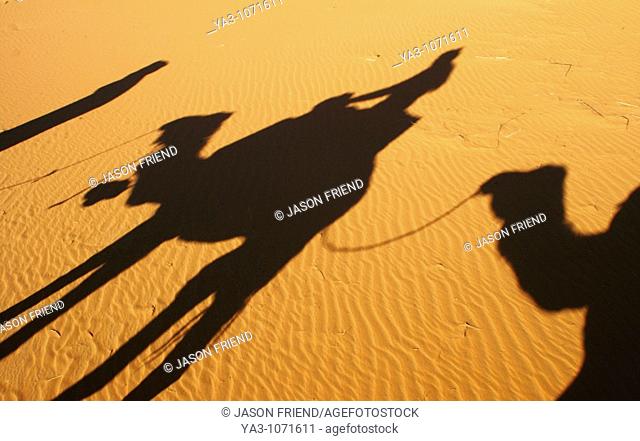 Morocco, Central Morocco, Merzouga  Camels, tourists and guides shadows are cast on the dunes of the Erg Chebbi in the Sahara Desert