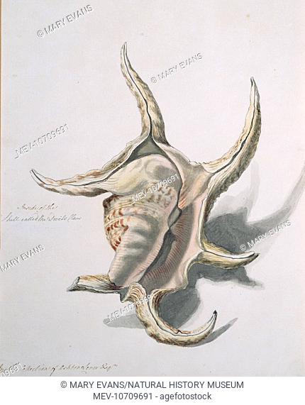 Watercolour of a spider conch by Sarah Stone (c. 1760-1844) from the collection of Sir Ashton Lever