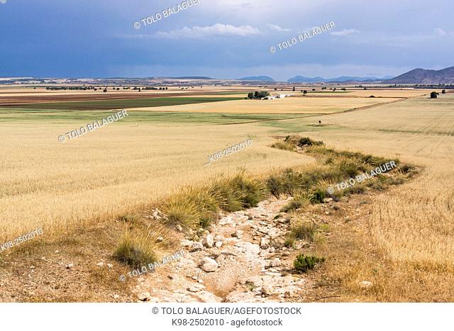 campo de cereales bajo un cielo de lluvia, Murcia, Spain