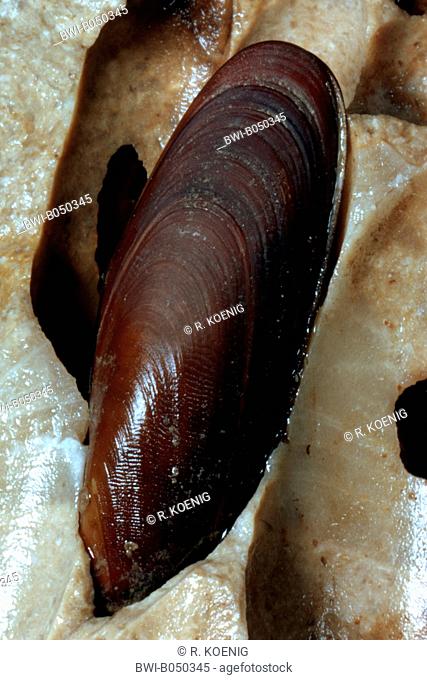datemussel, common date mussel (Lithophaga lithophaga, Petrophaga lithographica), macro shot