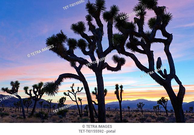 USA, California, Joshua Tree National Park, Desert at sunset