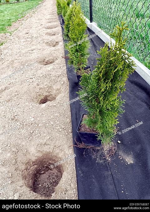 Rows of young thuja trees ready to be planted in the garden