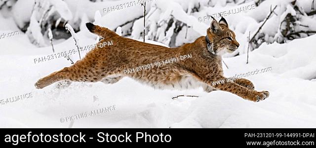 dpatop - 01 December 2023, Baden-Württemberg, Gernsbach: Lynx cat Finja runs into the snowy Black Forest after opening the transport box