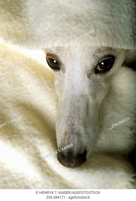 Polish Hound with blanket